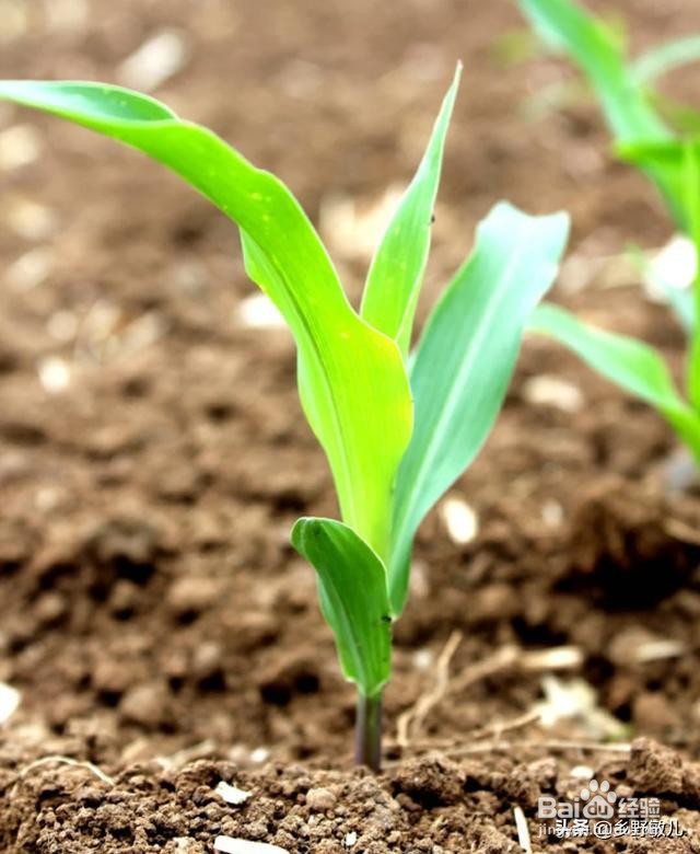 玉米几叶期怎么区分