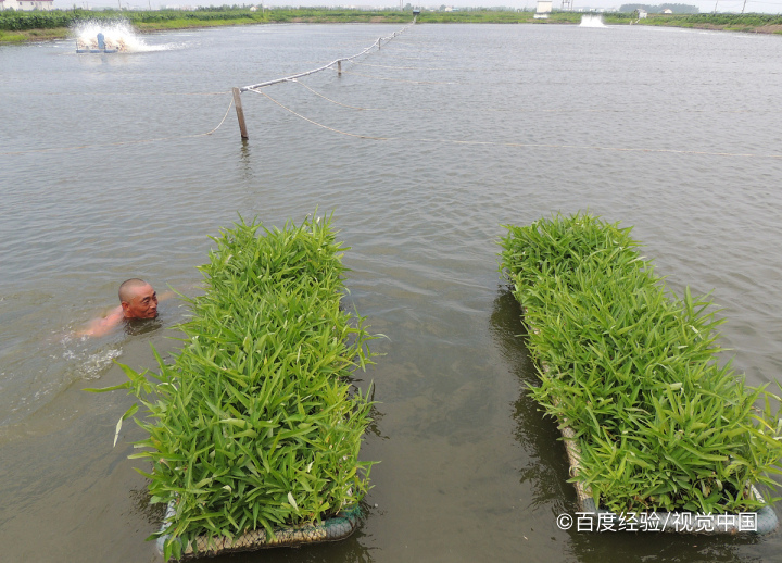 孕妇能不能吃空心菜