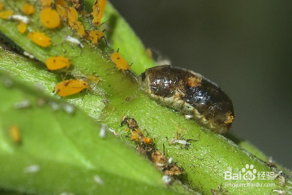 食蝇草怎么养护