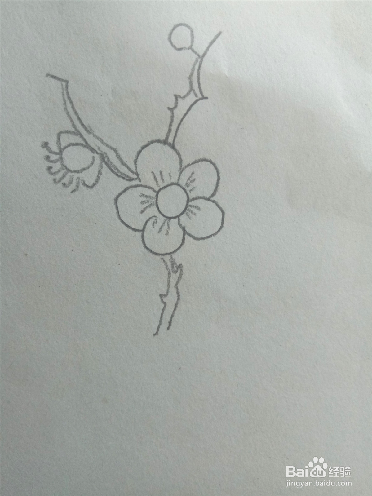 梅花的简笔画怎么画？