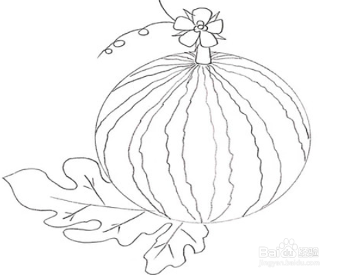 西瓜的叶子简笔画图片