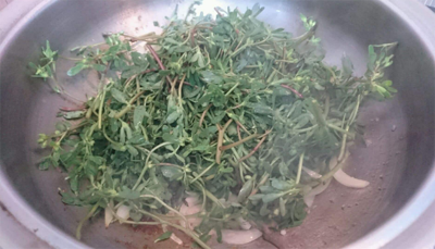 新鲜马齿苋怎么吃不酸