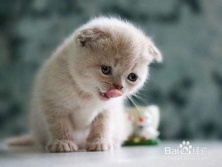 如何判断猫尾巴骨折