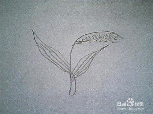 简笔画芦苇的画法