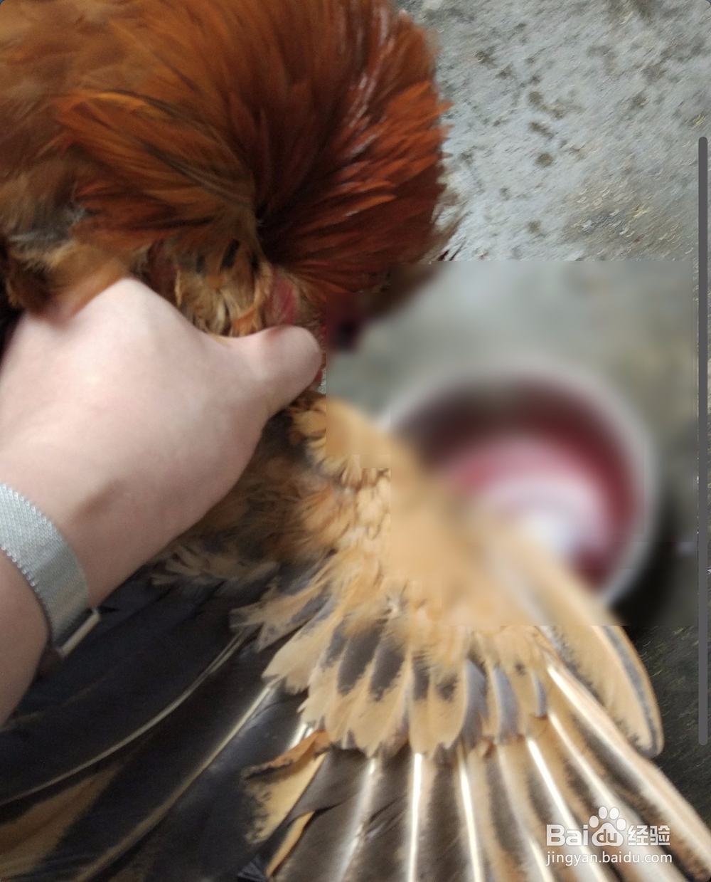 农村拜神鸡贡品鸡怎么处理收拾