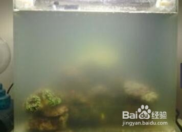 鱼缸水起白雾怎么解决