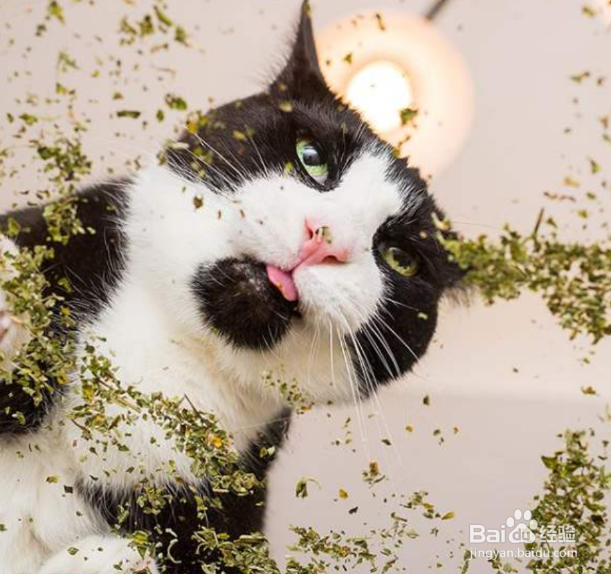 猫咪喜欢哪些东西?