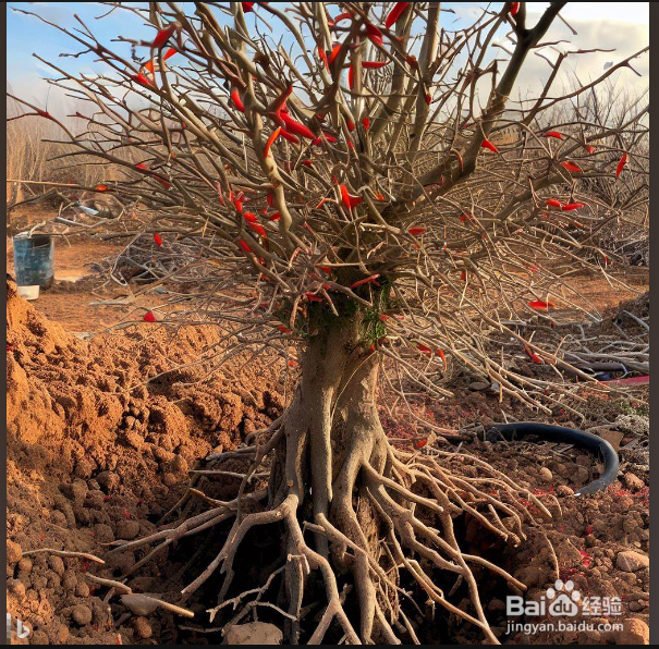 枸杞修剪时间与方法