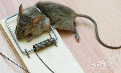 房间有老鼠怎么赶走
