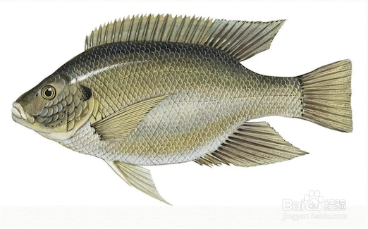 胶原蛋白肽的作用与功效有哪些?怎么食用?