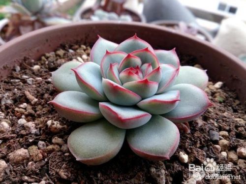 怎样培养多肉植物 百度经验 怎样培养多肉植物 百度经验