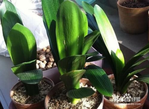 用玉肥土里生虫子怎么办 百度经验