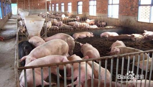 如何改进和加强畜禽养殖污染防治工作