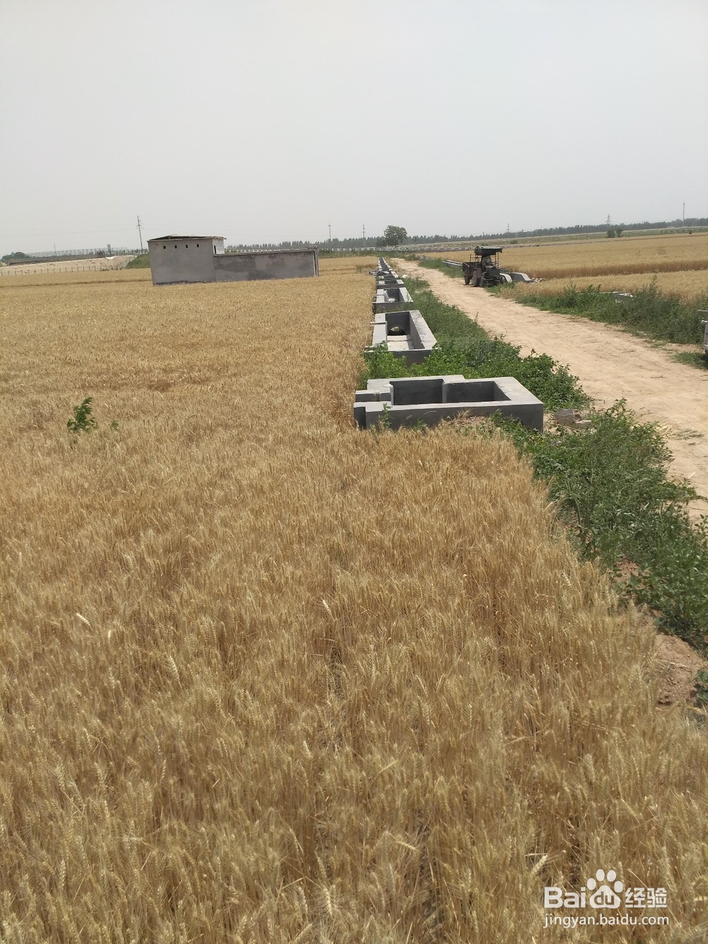 麦收又到了，是不是感受到了丰收的喜悦哪？