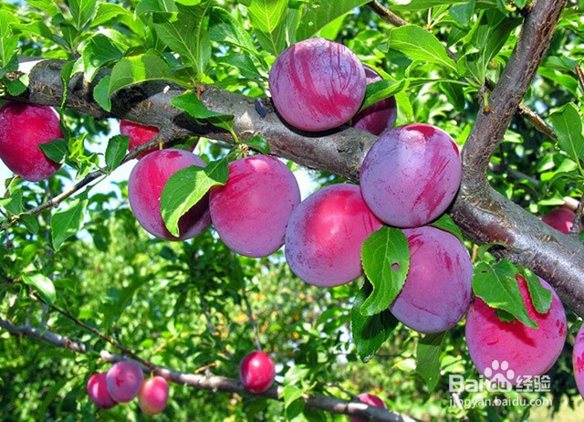 西梅的种植要点和膨果增甜管理要点