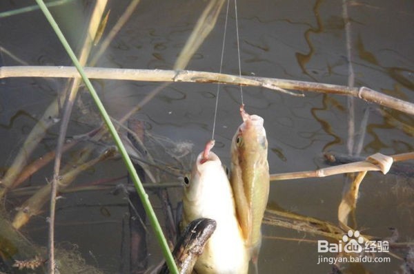 秋天能钓很多鱼的8个技巧，绝对让你满载而归！
