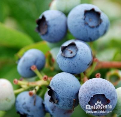 怎么挑蓝莓/?