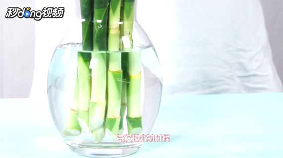 如何才能养好富贵竹