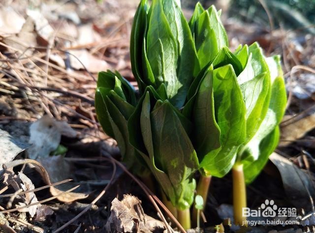 重楼种植技术方法