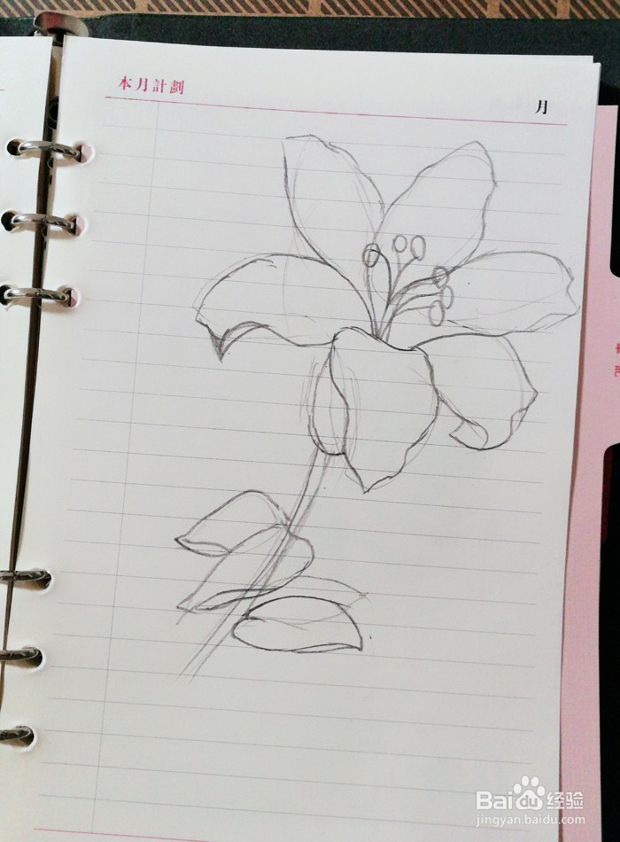 百合花手绘步骤