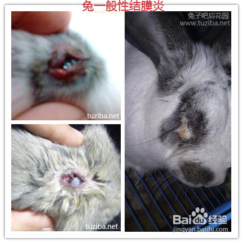 兔子流眼泪的几种原因