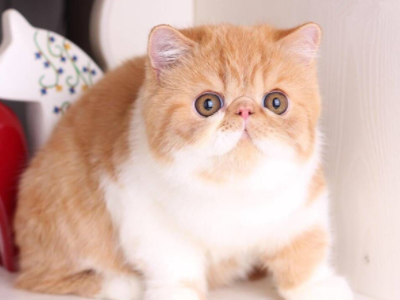 猫咪眼屎多是怎么回事