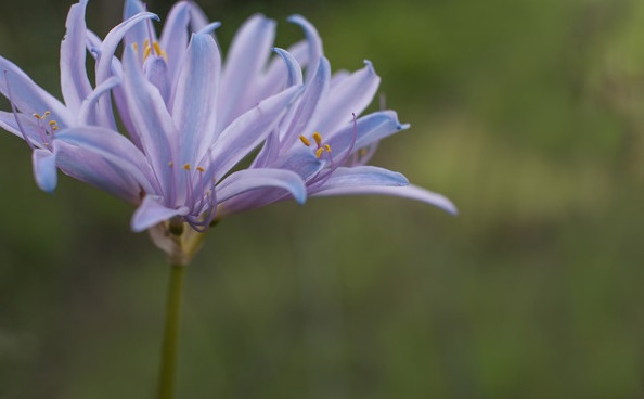 只有一根茎，没有叶子，开紫色花朵的是什么花啊