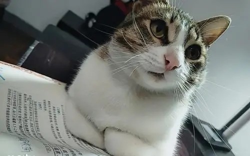 猫在踩奶,生殖器有透明无色液体流出的原因是什么