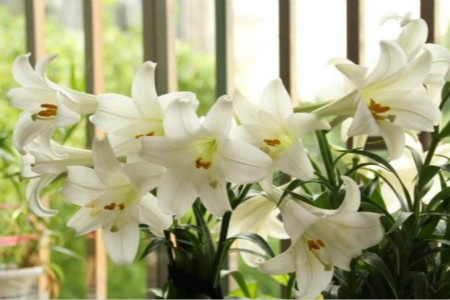 百合花什么颜色