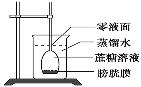 渗透装置液面不再上升的原因