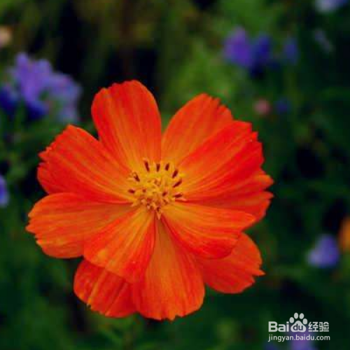 硫华菊怎么养？