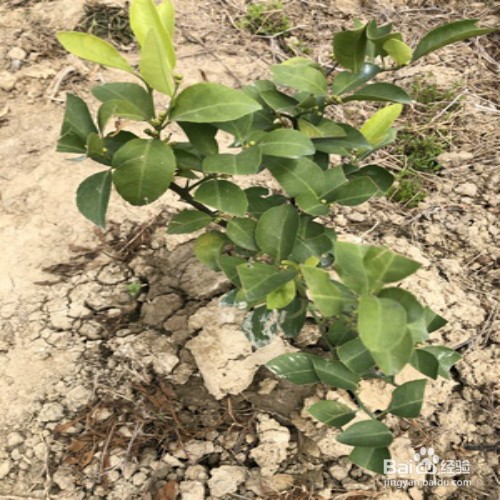 沃柑的种植和管理方法