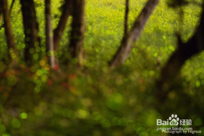 萤火虫拍摄技巧