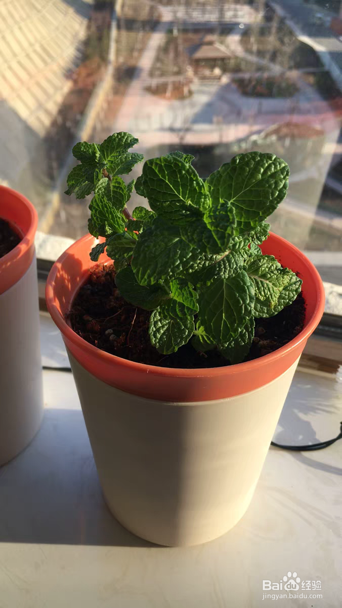 薄荷长红蜘蛛怎么处理