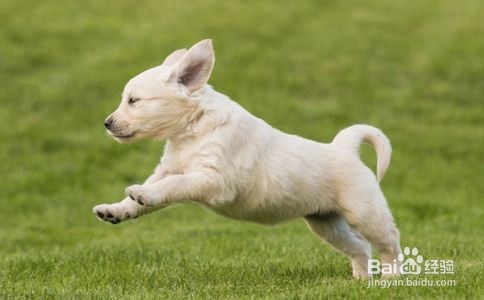 狗瘟(犬瘟热)的准确辨别方法是什么?