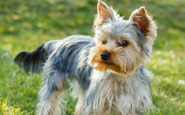 一条狗的使命最后一世贝利是什么品种