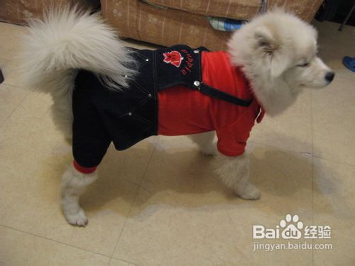 萨摩耶拉肚子怎么办