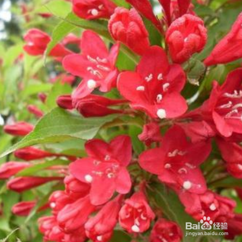 在家中如何养殖红王子锦带？