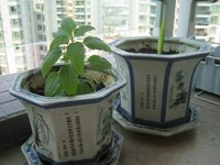 盆栽的百合叶子黄了怎么办