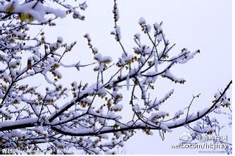 前几天游金卉看雪景