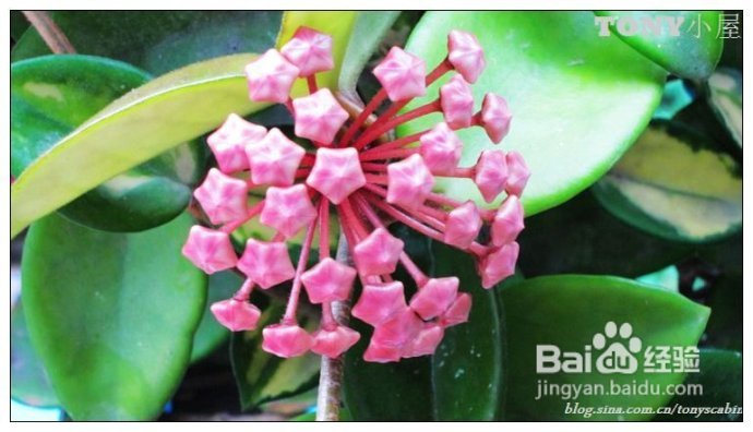 江南盛夏必吃的甜品--懒人也能搞定的甜酒酿