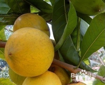 怪异水果大扫盲 奇葩水果都认识吗？（一）