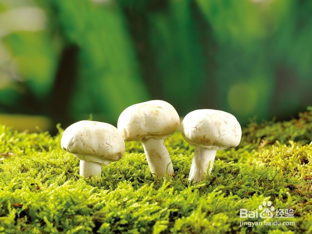<b>蘑菇是真菌刺激肠道促排毒</b>