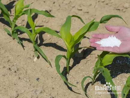 玉米的播种时间和方法