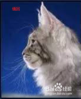 如何分辨缅因猫和西伯利亚森林猫