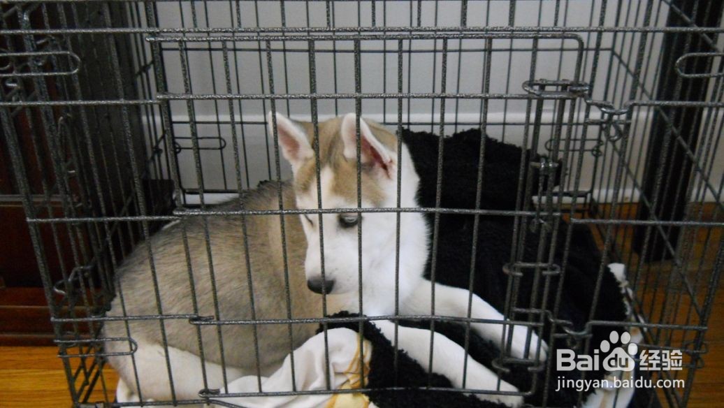 网上买狗狗怎么运送