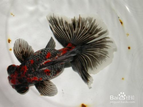金鱼怎么分公母 金鱼怎么看雌雄 百度经验