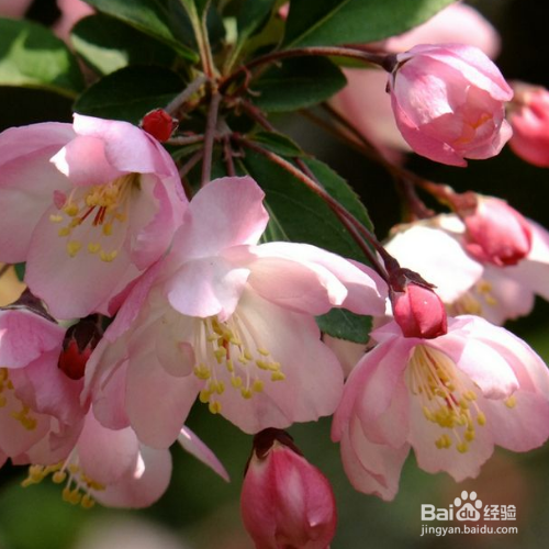 海棠花的养殖方法