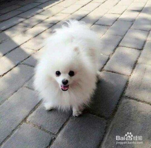 博美犬怎么看纯不纯 百度经验