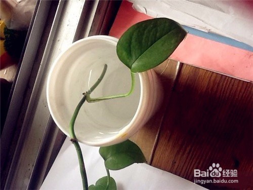 绿萝繁殖方式之绿萝扦插步骤图解